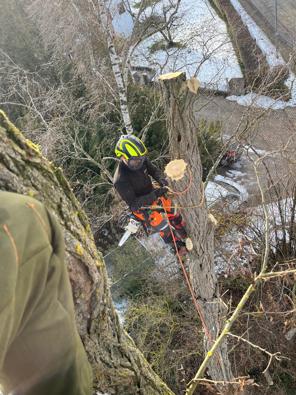Baumkletterer bei der Arbeit