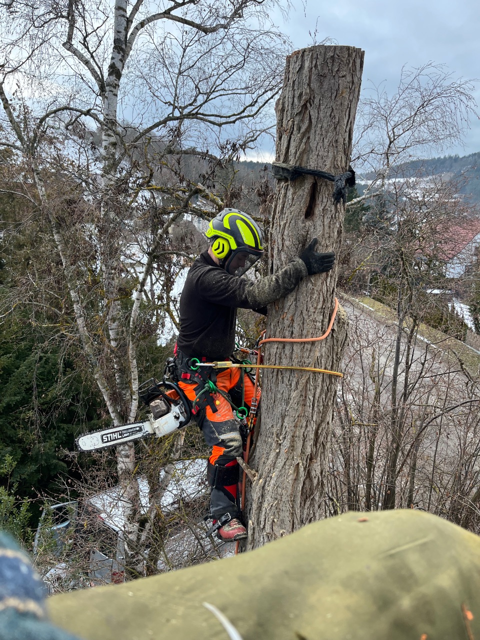 Sichere Baumfällung mit Seilklettertechnik