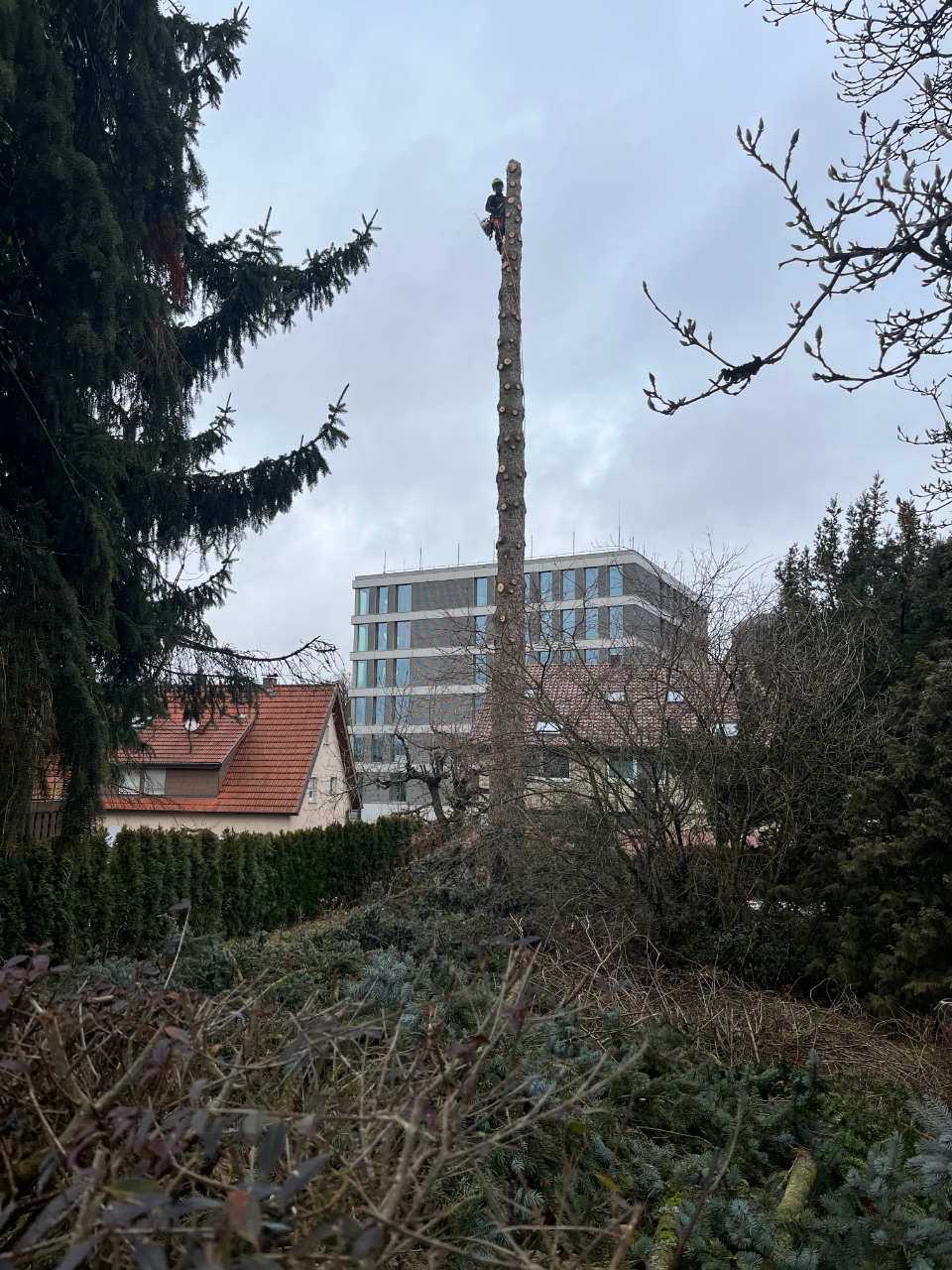 Großes Baumfällprojekt - Schrittweise Fällung mit Baumklettertechnik