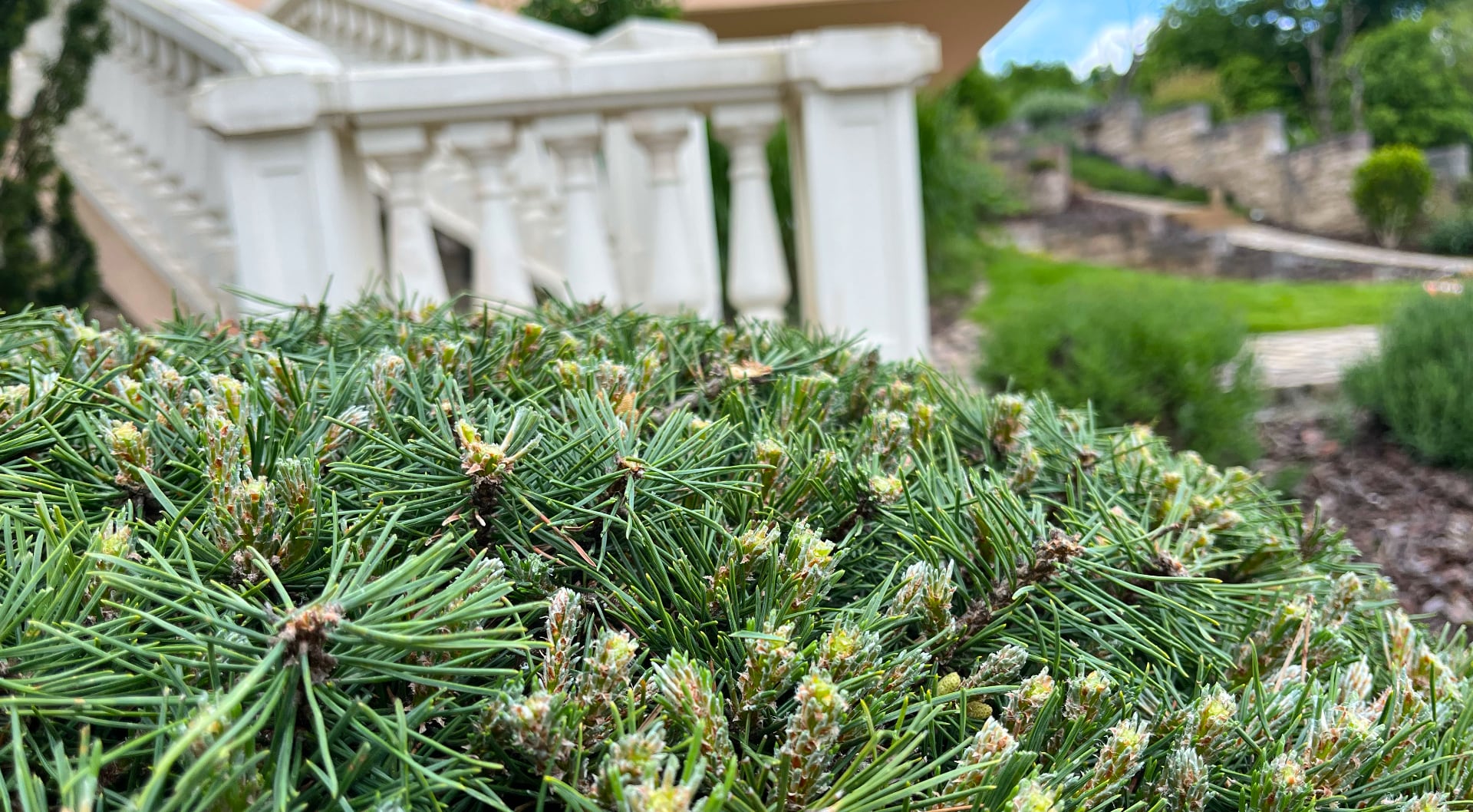 Gehölzschnitt im Garten