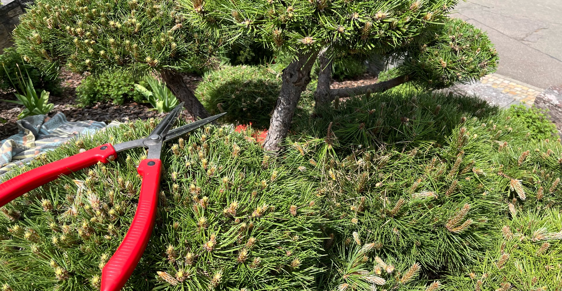 Pflege und Erhaltung von Bäumen und Pflanzen – Baumpflege im Ostalbkreis