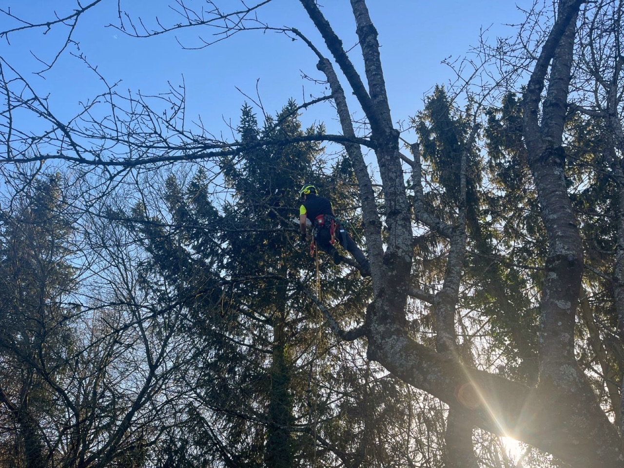 Baumklettertechnik für Baumpflege und Baumarbeiten