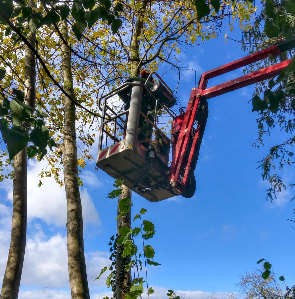 Baumarbeiten mit Hubarbeitsbühne