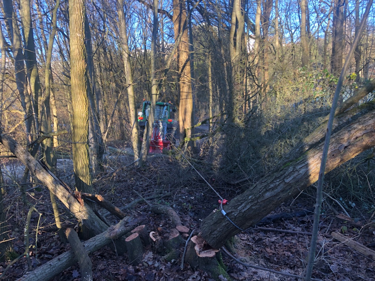 Entfernung von Totholz aus schwer zugänglichem Gelände