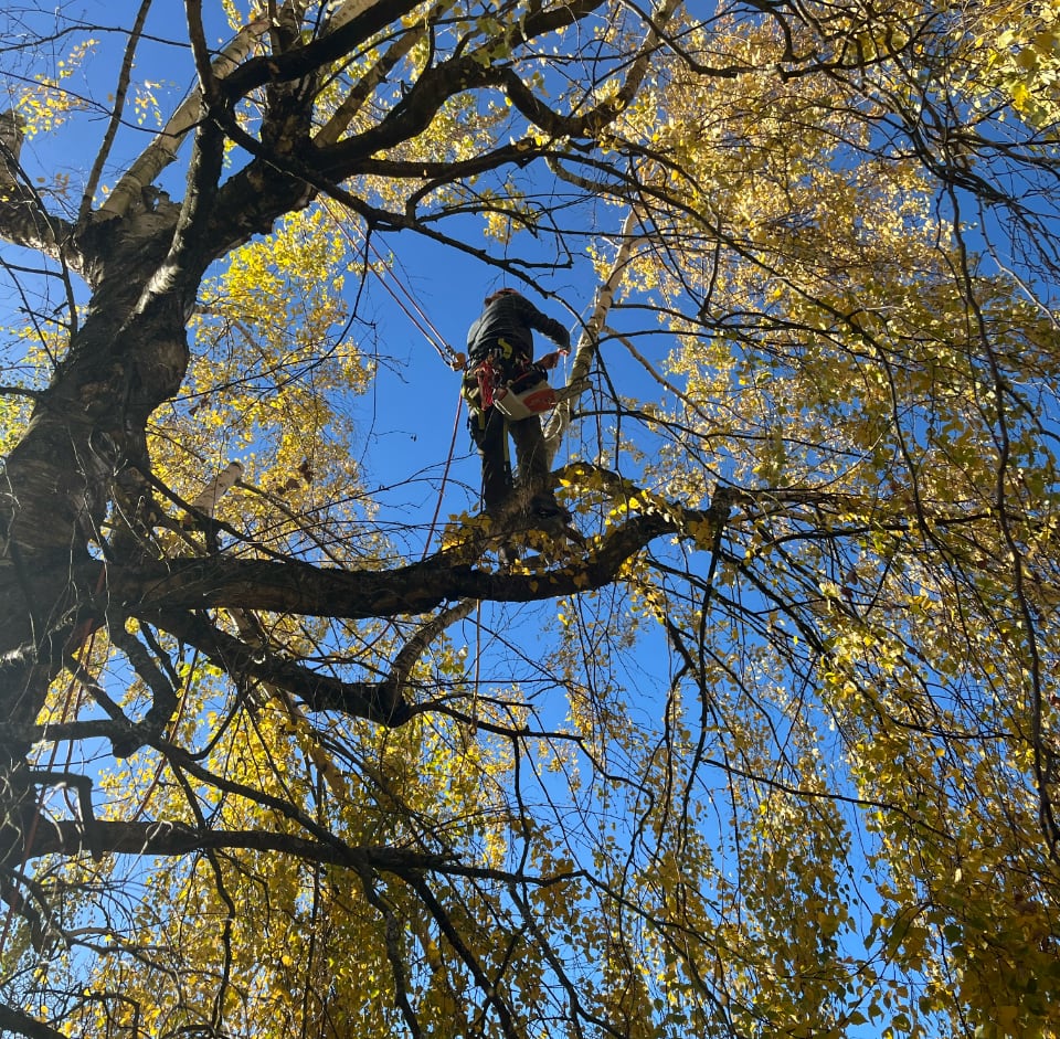 Pflegearbeiten im der Baumkrone