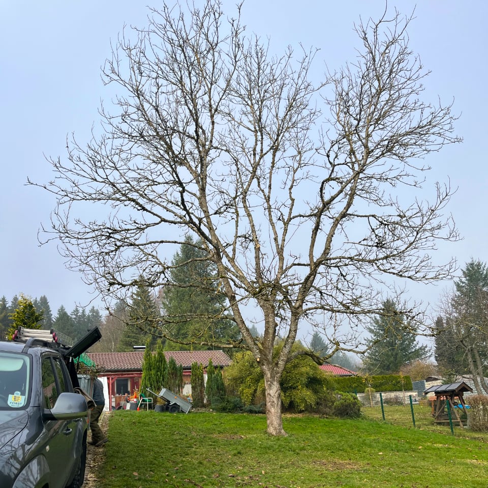 Entfernung von Totholz