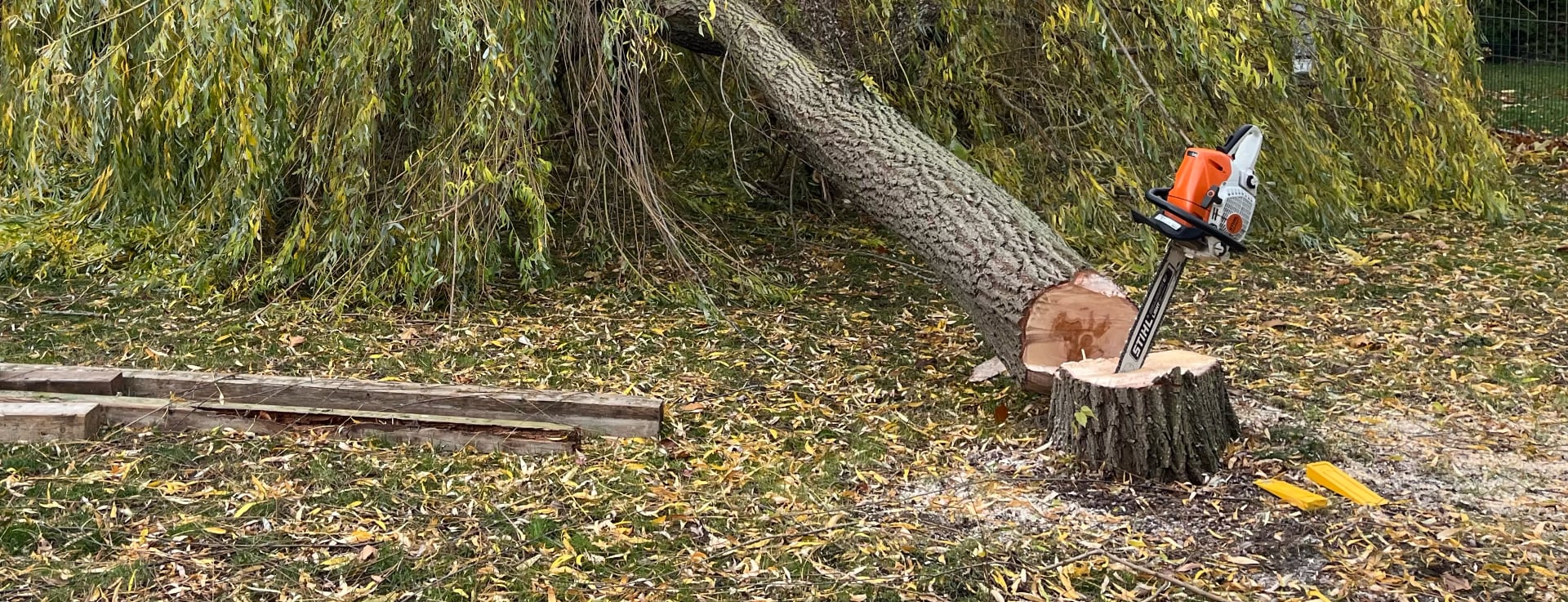 Gefällter Baum mit Motorsäge
