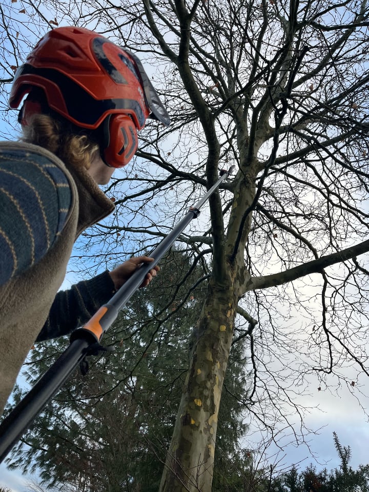 Pflegearbeiten am Baum – Sicherheit und Fachkompetenz