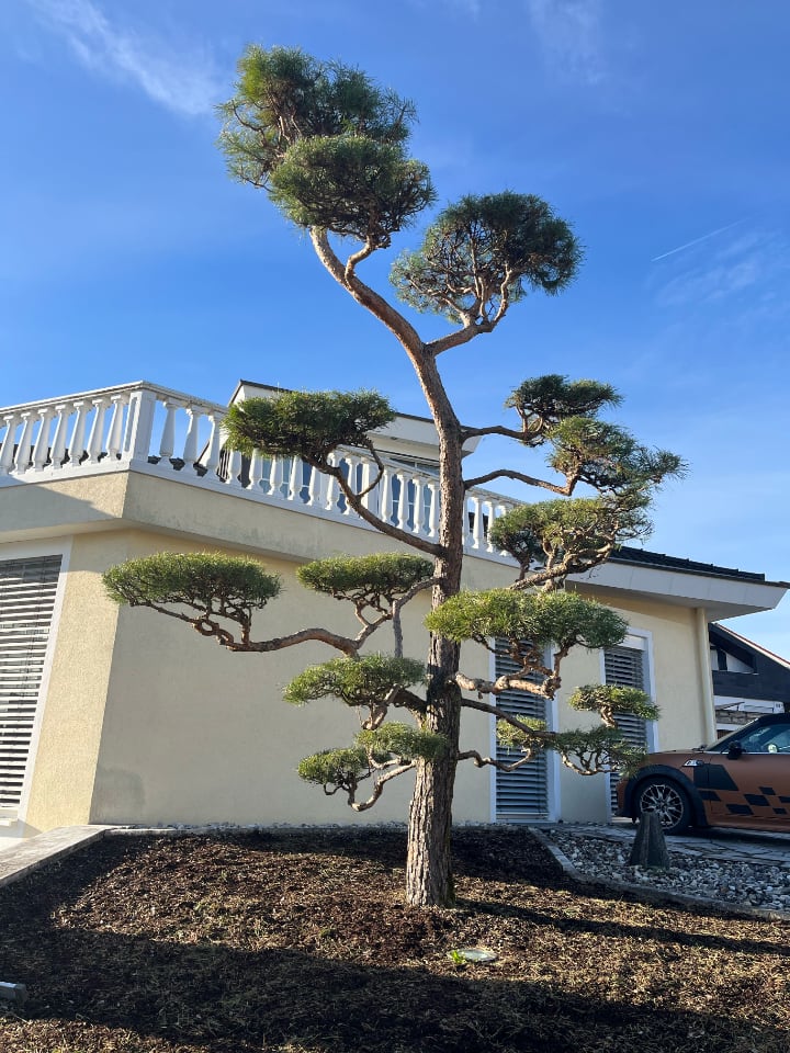 Ergebnis einer professionellen Baumpflege