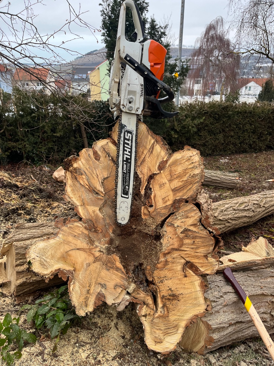 Baumfällung mit Motorsäge