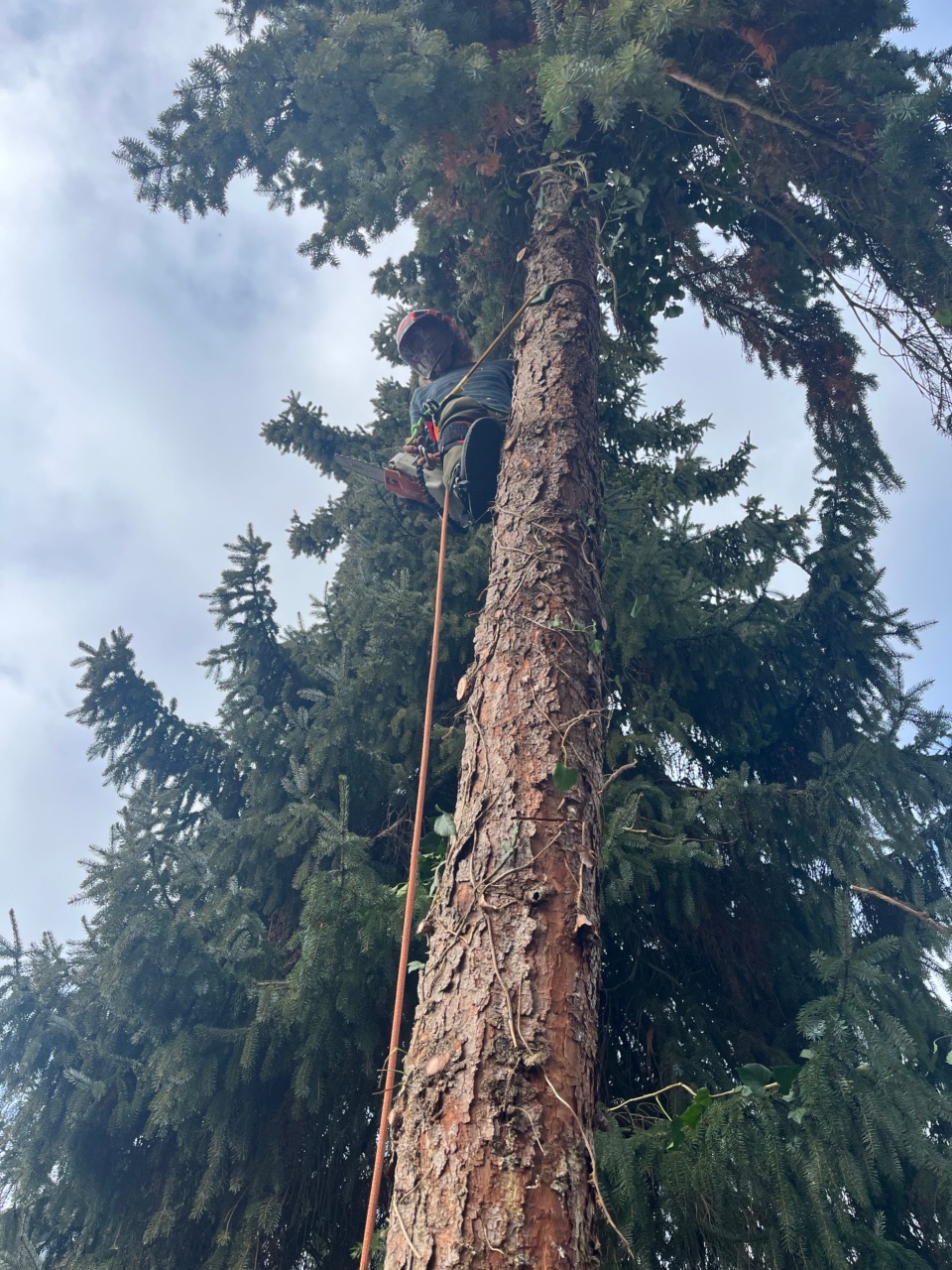 Baumkletterer bei der Arbeit