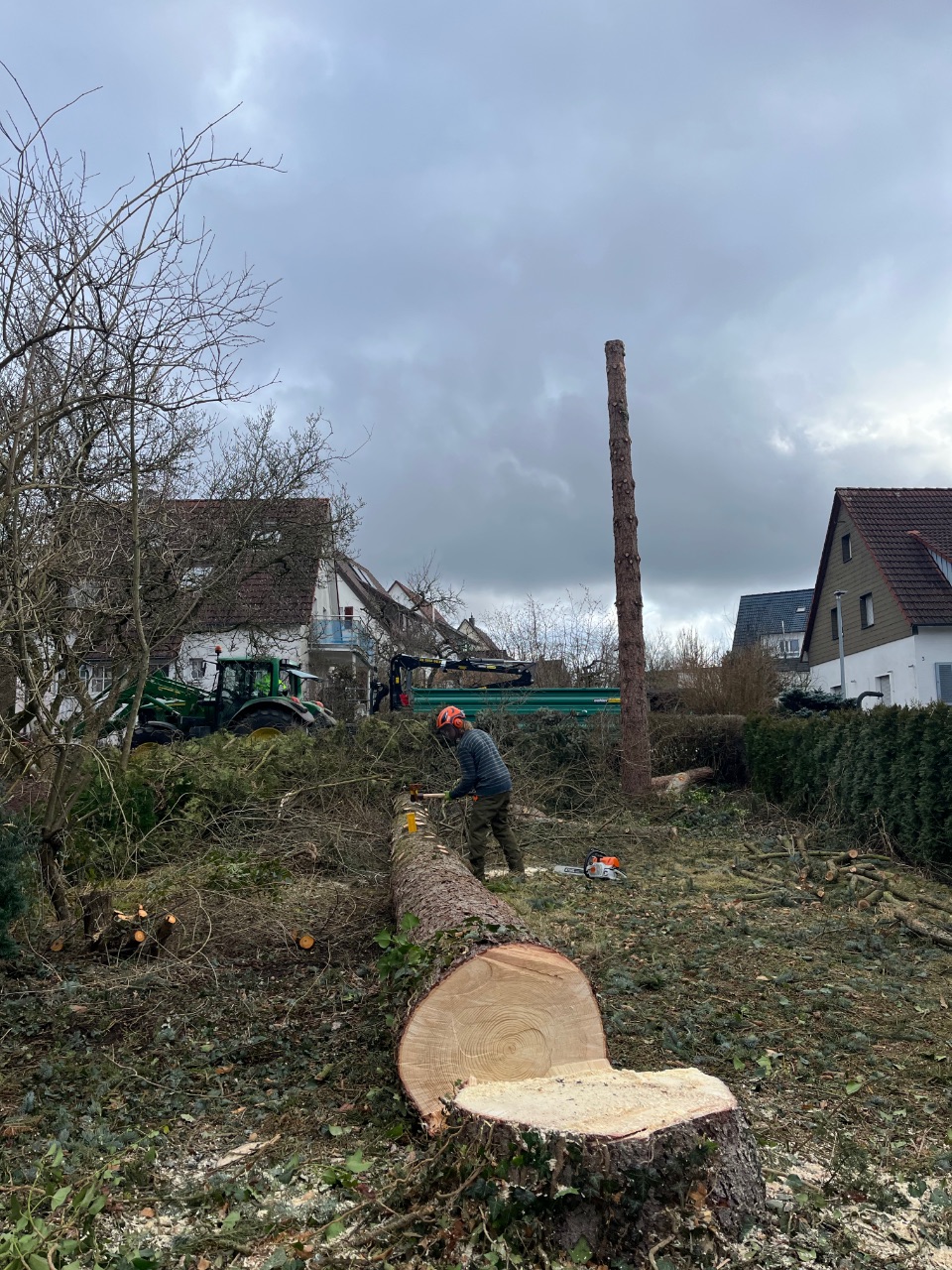Großes Baumfällprojekt - Holzuzuschnitt