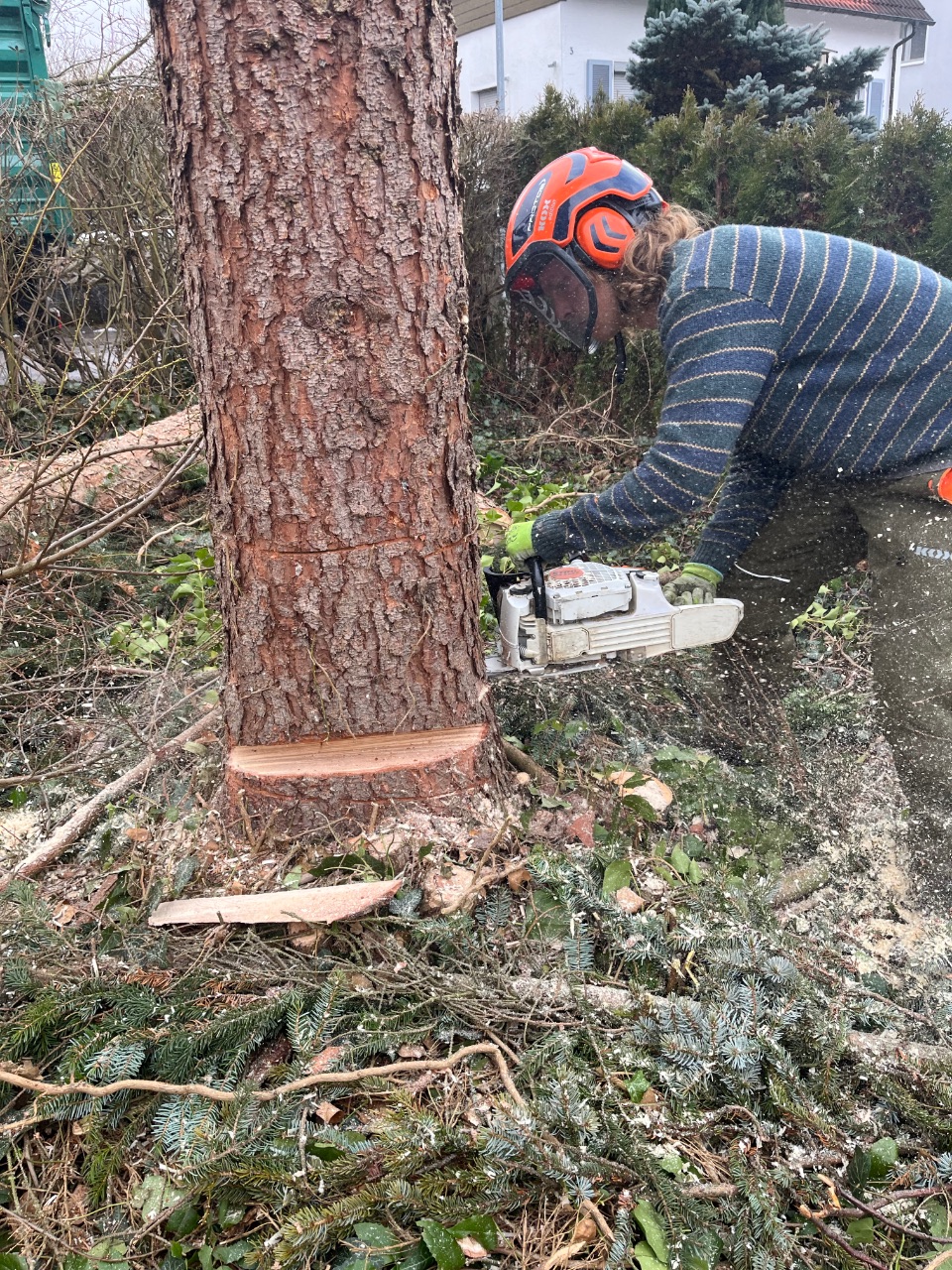 Professionelle Baumfällung mit Motorsäge