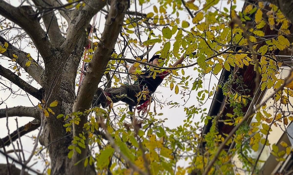 Baumarbeiten: Kletterer bei der Baumfällung