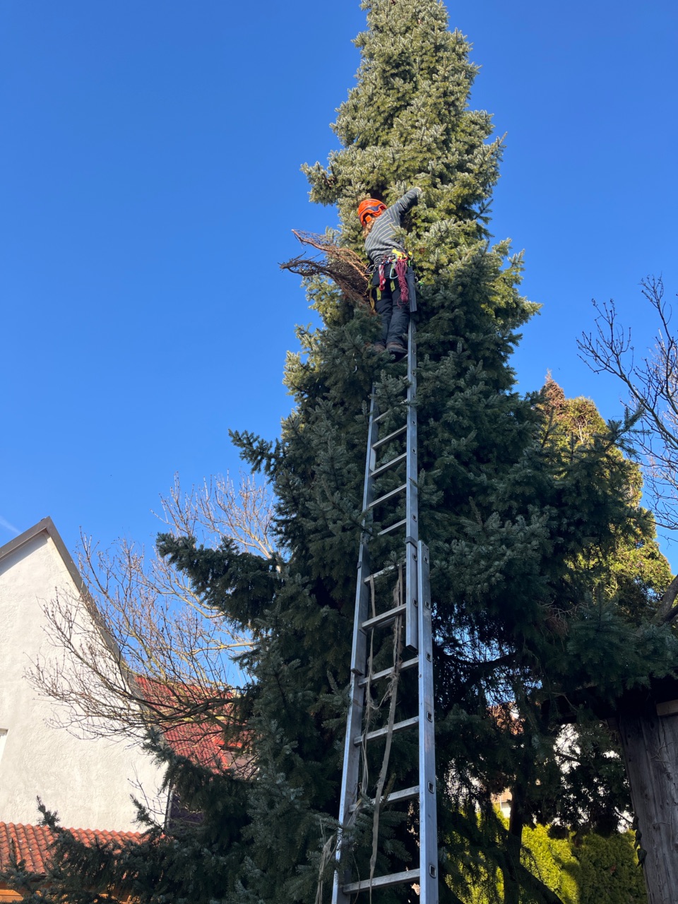 Sichere Baumarbeiten mit Leiter an hohen Bäumen
