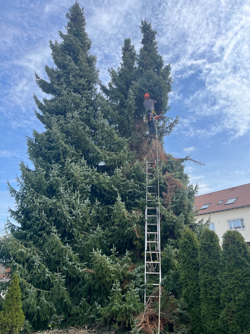 Baumpflege mit Leiter