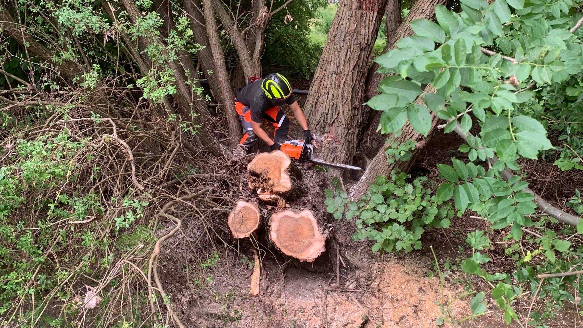 Baumfällung im Ostalbkreis – professionelle Forstarbeiten